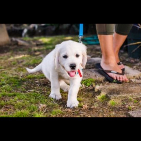 🐶 Pet Friendly Closet! - Picture 2 of 5